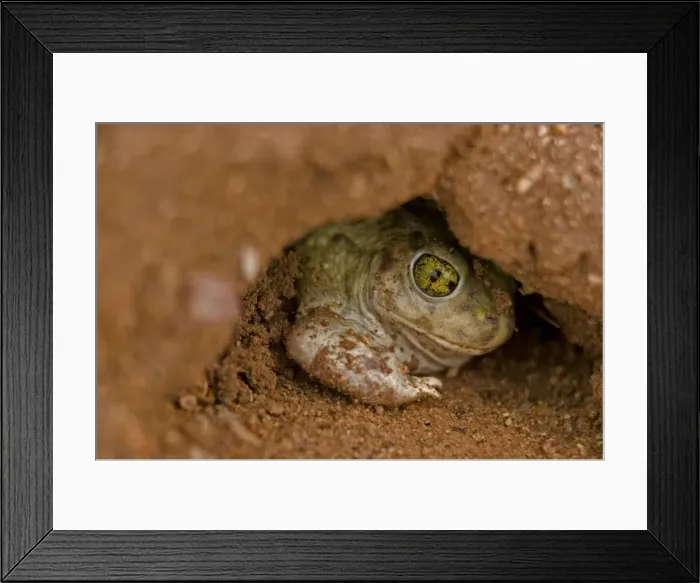 Framed Print : Couch Spadefoot - Arizona, USA - Burrowing by backing into the ground by pushing dirt with their spades while rotating the body - Dry periods are spent in self-made burrows or those of gophers-squirrels or kangaroo rats - Breeds chiefly from May to Framed Print : Couch Spadefoot - Arizona, USA - Burrowing by backing into the ground by pushing dirt with their spades while rotating the body - Dry periods are spent in self-made burrows or those of gophers-squirrels or kangaroo rats - Breeds chiefly from May to