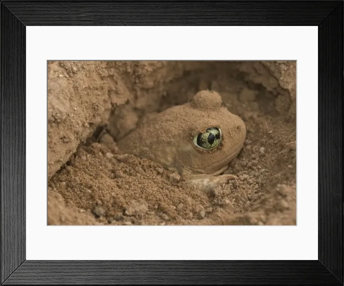 Framed Print : Couch Spadefoot - Arizona, USA - Burrowing by backing into the ground by pushing dirt with their spades while rotating the body - Dry periods are spent in self-made burrows or those of gophers-squirrels or kangaroo rats - Breeds chiefly from May to Framed Print : Couch Spadefoot - Arizona, USA - Burrowing by backing into the ground by pushing dirt with their spades while rotating the body - Dry periods are spent in self-made burrows or those of gophers-squirrels or kangaroo rats - Breeds chiefly from May to