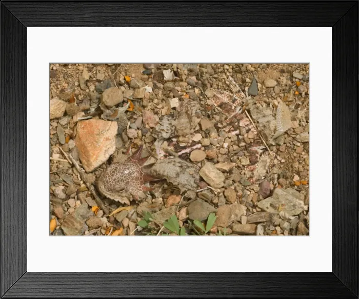 Framed Print : Regal Horned Lizard - Arizona, USA - Shedding skin and burying self to keep cool - Largest horned lizard - Mostly found in Sonoran desert - Camouflaged in desert rocks and sand - Eats ants Framed Print : Regal Horned Lizard - Arizona, USA - Shedding skin and burying self to keep cool - Largest horned lizard - Mostly found in Sonoran desert - Camouflaged in desert rocks and sand - Eats ants