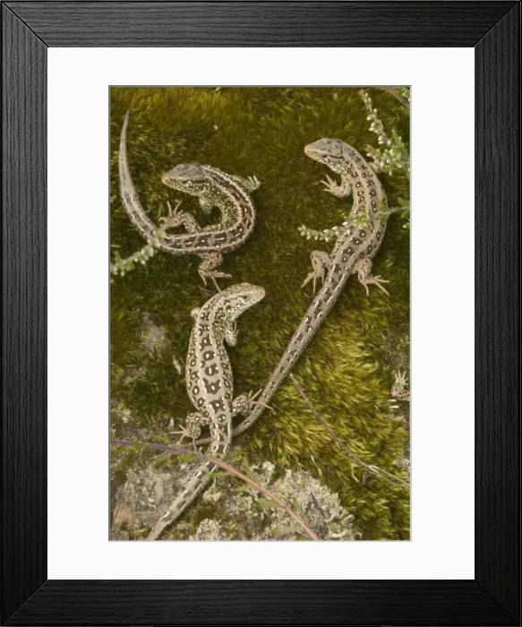 Framed Print : Sand Lizards - UK - Protected species - Being reintroduced in certain parts of Britain including the New Forest - Declined drastically in recent decades in UK - Present habitats fragmented by development -Preyed upon by domestic cats Framed Print : Sand Lizards - UK - Protected species - Being reintroduced in certain parts of Britain including the New Forest - Declined drastically in recent decades in UK - Present habitats fragmented by development -Preyed upon by domestic cats