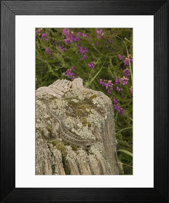 Framed Print : Sand Lizards - UK - Protected species - Being reintroduced in certain parts of Britain including the New Forest - Declined drastically in recent decades in UK - Present habitats fragmented by development -Preyed upon by domestic cats Framed Print : Sand Lizards - UK - Protected species - Being reintroduced in certain parts of Britain including the New Forest - Declined drastically in recent decades in UK - Present habitats fragmented by development -Preyed upon by domestic cats