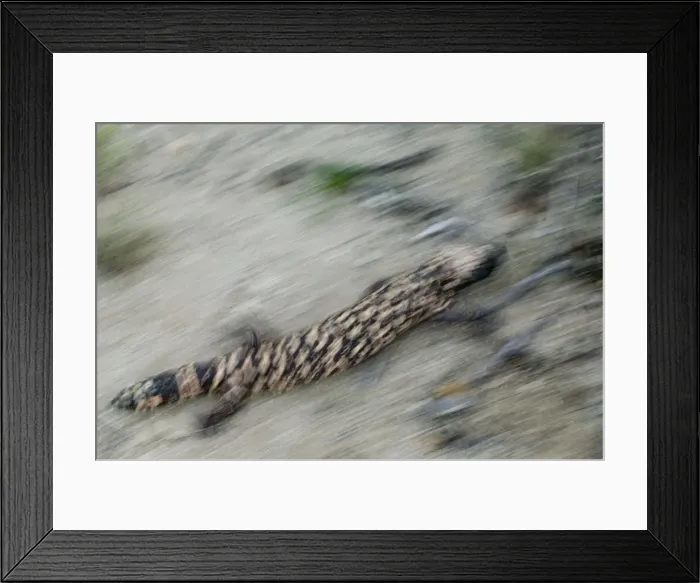 Framed Print : Gila Monster -Arizona, USA -One of only two venomous lizards in the world-protected species- delivers venom through grooved teeth- feeds on ground nesting birds and small mammals - spends much time in burrows Framed Print : Gila Monster -Arizona, USA -One of only two venomous lizards in the world-protected species- delivers venom through grooved teeth- feeds on ground nesting birds and small mammals - spends much time in burrows