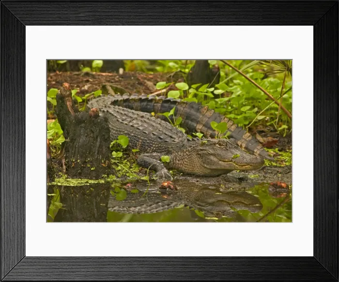 Framed Print : American Alligator - Louisiana, USA - Native to southeastern United States - Most abundant in the coastal marshes of Louisiana - Has been known to reach lengths of nearly 20 feet but such individuals are extremely rare today - No individual over 14