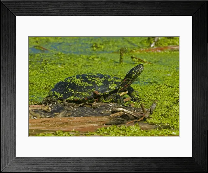 Framed Print : Painted Turtle - New York, USA - An aquatic turtle that freguents ponds-marshes-small lakes-ditches and streams where water is quiet or sluggish and the bottom sandy or muddy - Often seen sunning on mudbanks-logs or rocks near water - Eats aquatic Framed Print : Painted Turtle - New York, USA - An aquatic turtle that freguents ponds-marshes-small lakes-ditches and streams where water is quiet or sluggish and the bottom sandy or muddy - Often seen sunning on mudbanks-logs or rocks near water - Eats aquatic