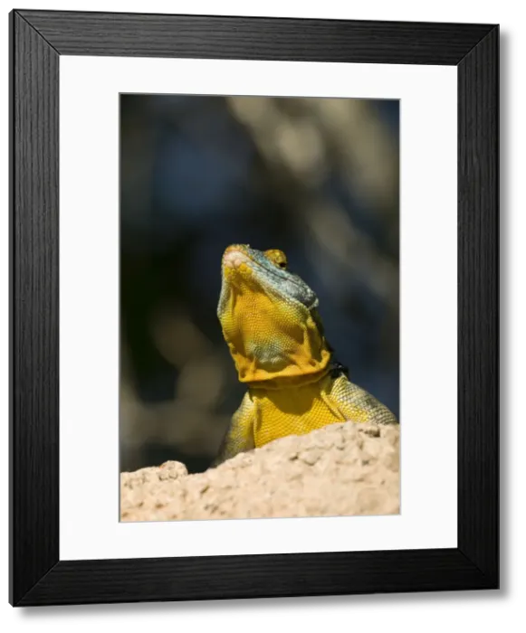 Framed Print : San Lucan Rock Lizard - Native to cape region of Baja California-rock dweller-excellent climber-eats leaves-blossums-berries and insects. USA Framed Print : San Lucan Rock Lizard - Native to cape region of Baja California-rock dweller-excellent climber-eats leaves-blossums-berries and insects. USA