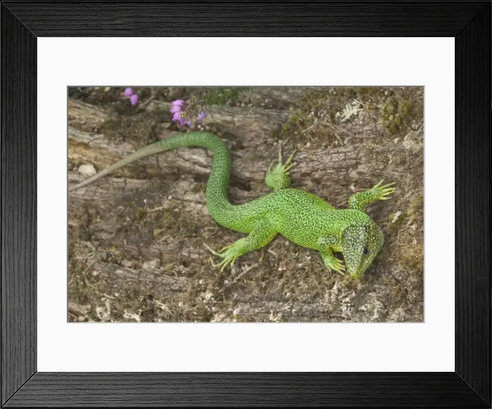 Framed Print : Green Lizard - Western European native Framed Print : Green Lizard - Western European native