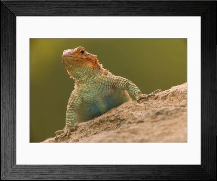 Framed Print : Desert Spiny Lizard - Arizona, USA - Inhabits arid and semiarid regions on plains and lower slopes of mountains - Climbs rocks and trees - Eats insects and occasionally buds-flowers-berries and leaves Framed Print : Desert Spiny Lizard - Arizona, USA - Inhabits arid and semiarid regions on plains and lower slopes of mountains - Climbs rocks and trees - Eats insects and occasionally buds-flowers-berries and leaves