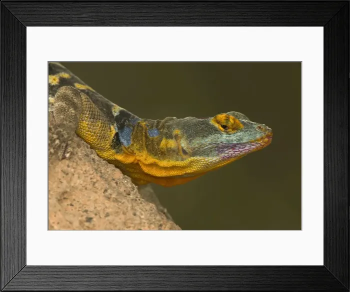 Framed Print : San Lucan Rock Lizard - Native to cape region of Baja California-rock dweller-excellent climber-eats leaves-blossums-berries and insects. USA Framed Print : San Lucan Rock Lizard - Native to cape region of Baja California-rock dweller-excellent climber-eats leaves-blossums-berries and insects. USA