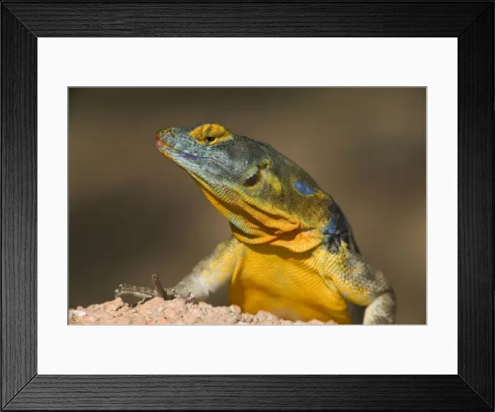 Framed Print : San Lucan Rock Lizard - Native to cape region of Baja California-rock dweller-excellent climber-eats leaves-blossums-berries and insects. USA Framed Print : San Lucan Rock Lizard - Native to cape region of Baja California-rock dweller-excellent climber-eats leaves-blossums-berries and insects. USA