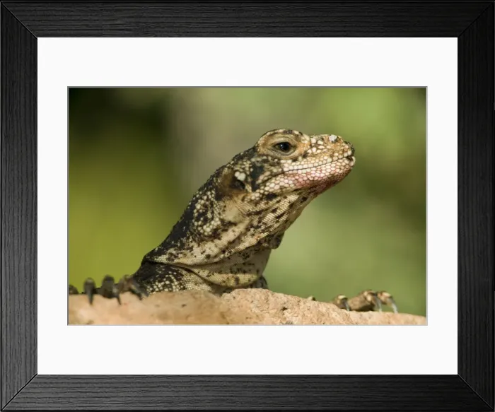 Framed Print : Common Chuckwalla - Rock-dwelling herbivorous lizard found across southwestern United States-Baja and Sonora Mexico-Eats a variety of desert annuals-some perennials and occasionally insects. Arizona, USA Framed Print : Common Chuckwalla - Rock-dwelling herbivorous lizard found across southwestern United States-Baja and Sonora Mexico-Eats a variety of desert annuals-some perennials and occasionally insects. Arizona, USA
