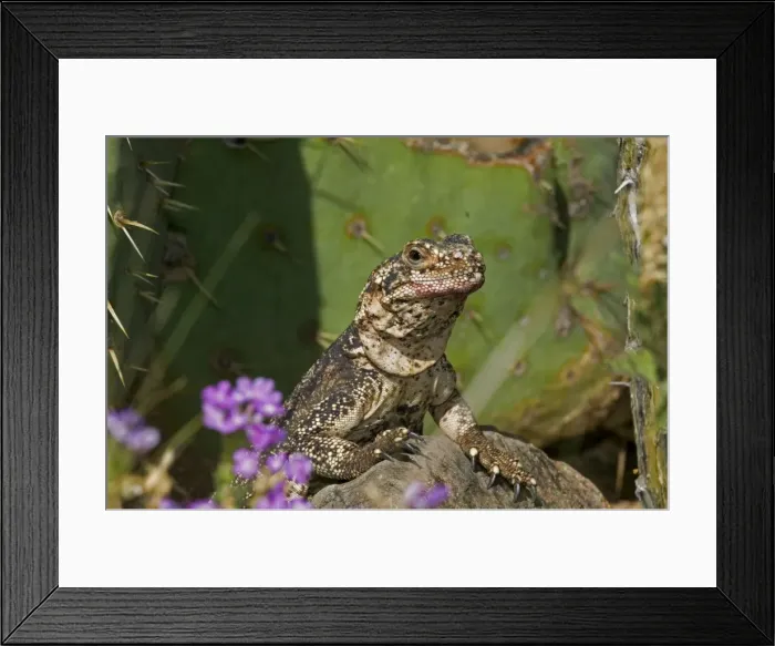 Framed Print : Common Chuckwalla - Rock-dwelling herbivorous lizard found across southwestern United States-Baja and Sonora Mexico-Eats a variety of desert annuals-some perennials and occasionally insects Framed Print : Common Chuckwalla - Rock-dwelling herbivorous lizard found across southwestern United States-Baja and Sonora Mexico-Eats a variety of desert annuals-some perennials and occasionally insects