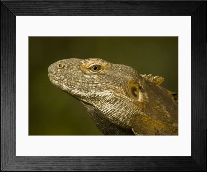 Framed Print : Spiny-Tailed Iguana - Native to Mexico - Found on rocks, in trees, cardon cacti, and other plants providing well elevated perches - Feeds chiefly on plants but occasionally eats reptiles and invertebrates. (Note ear) Arizona, USA Framed Print : Spiny-Tailed Iguana - Native to Mexico - Found on rocks, in trees, cardon cacti, and other plants providing well elevated perches - Feeds chiefly on plants but occasionally eats reptiles and invertebrates. (Note ear) Arizona, USA