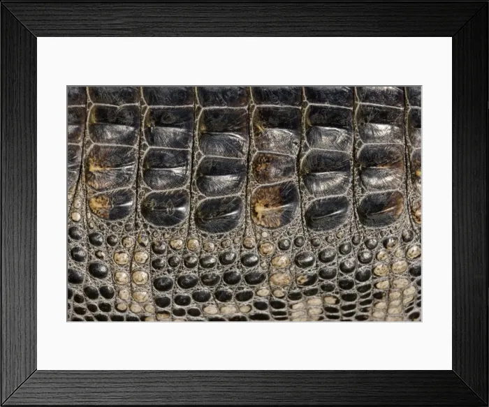 Framed Print : American Alligator - Dorsal closeup, Louisiana, USA - Native to southeastern United States - Most abundant in the coastal marshes of Louisiana - Has been known to reach lengths of nearly 20 feet but such individuals are extremely rare today - No Framed Print : American Alligator - Dorsal closeup, Louisiana, USA - Native to southeastern United States - Most abundant in the coastal marshes of Louisiana - Has been known to reach lengths of nearly 20 feet but such individuals are extremely rare today - No