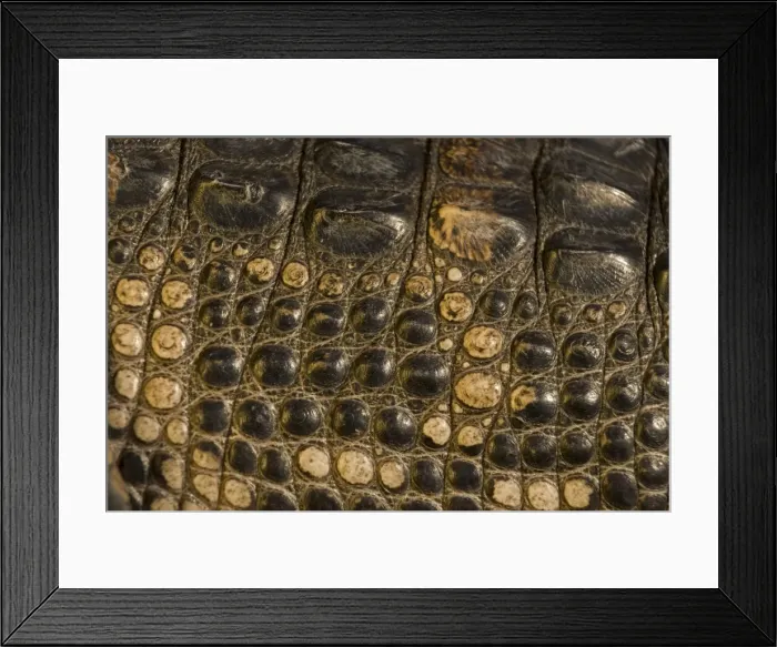 Framed Print : American Alligator - Close-up of skin - Louisiana - Native to southeastern United States - Most abundant in the coastal marshes of Louisiana - Has been known to reach lengths of nearly 20 feet but such individuals are extremely rare today - No Framed Print : American Alligator - Close-up of skin - Louisiana - Native to southeastern United States - Most abundant in the coastal marshes of Louisiana - Has been known to reach lengths of nearly 20 feet but such individuals are extremely rare today - No