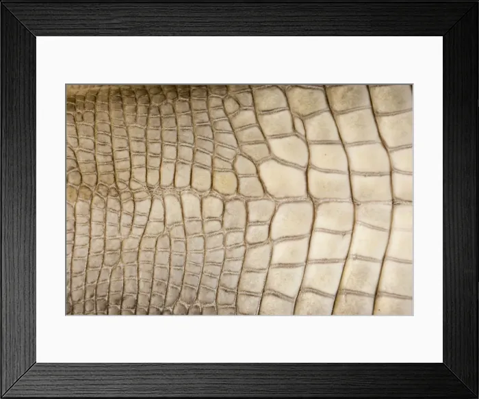 Framed Print : American Alligator - Closeup of skin - Native to southeastern United States - Most abundant in the coastal marshes of Louisiana Framed Print : American Alligator - Closeup of skin - Native to southeastern United States - Most abundant in the coastal marshes of Louisiana