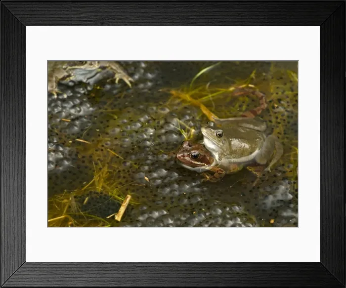 Framed Print : European Common Frogs - Mating - Pair in amplexus - The common frog is one of the most widespread amphibians in Northern Europe occurring in Britain - Spain and Western Europe to Scandanavia - Russia