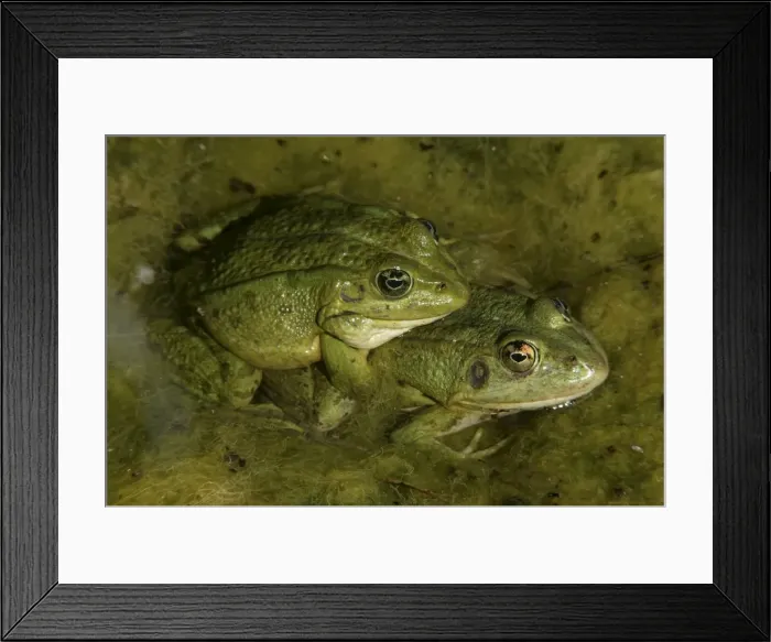 Framed Print : Iberian Green Frogs - Mating pair - In amplexus - Found in the Iberian peninsula - France and Italy -Introduced in the Azores and the Canary Islands - Spain Framed Print : Iberian Green Frogs - Mating pair - In amplexus - Found in the Iberian peninsula - France and Italy -Introduced in the Azores and the Canary Islands - Spain