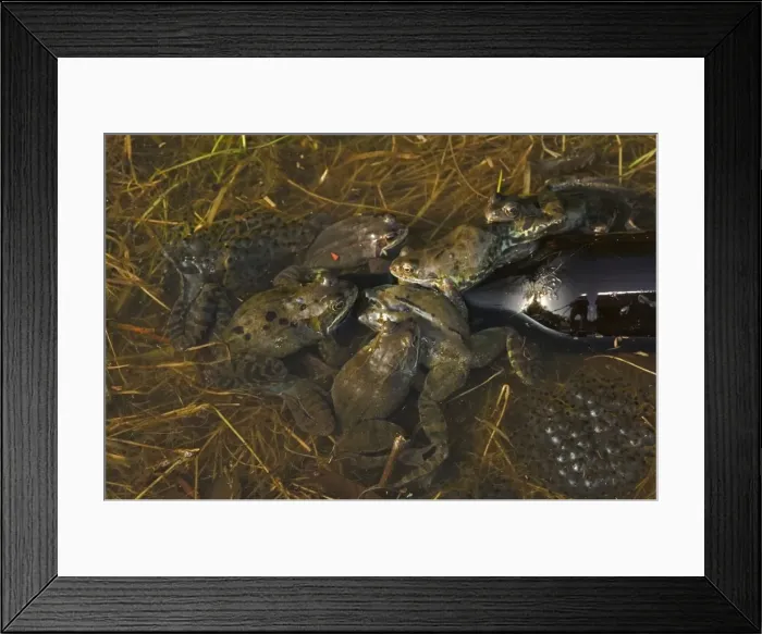 Framed Print : Common Frogs - UK - males attempting to mate with bottle - The common frog is one of the most widespread amphibians in Northern Europe occurring in Britain - Spain and Western Europe to Scandanavia - Russia Framed Print : Common Frogs - UK - males attempting to mate with bottle - The common frog is one of the most widespread amphibians in Northern Europe occurring in Britain - Spain and Western Europe to Scandanavia - Russia