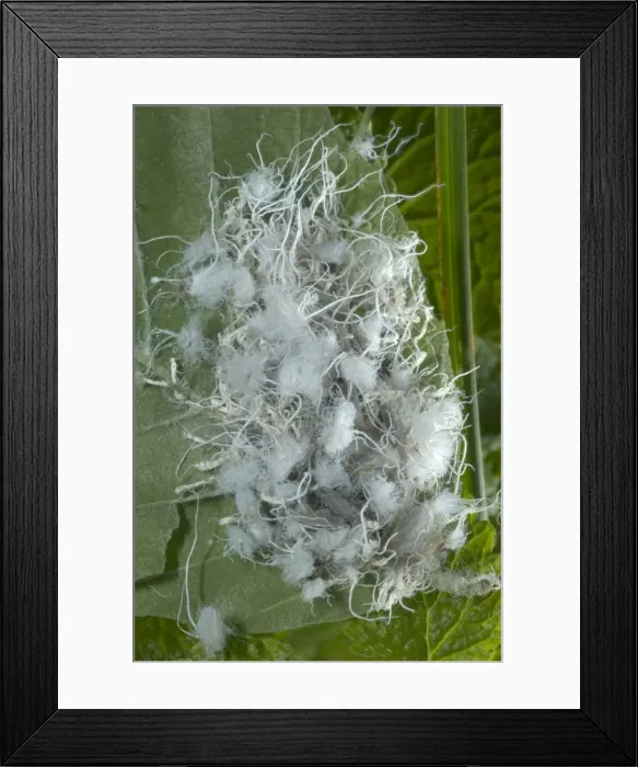 Framed Print : Wooly Aphids - Family Eriosomatidae - Order Homoptera - Produce large amounts of wooly or waxy material that may nearly or completely cover the body particularly in nymphal stages. New York, USA Framed Print : Wooly Aphids - Family Eriosomatidae - Order Homoptera - Produce large amounts of wooly or waxy material that may nearly or completely cover the body particularly in nymphal stages. New York, USA