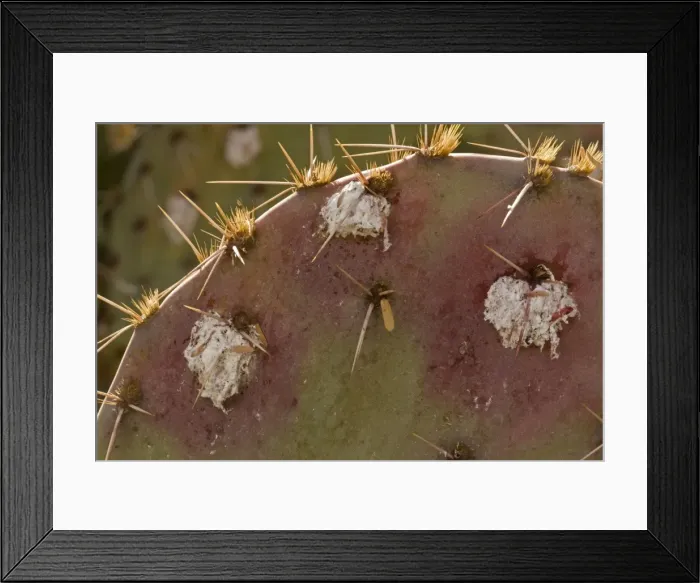 Framed Print : Cochineal Bugs - on Prickly Pear Cactus (Opuntia) - Arizona, USA - Red with deep red to pink waxy scales under body - Female is 1 / 16 to 1 / 8 inch - Male is one-half length - Often concealed by dense tangled strands of white cottony wax - Legs reduced Framed Print : Cochineal Bugs - on Prickly Pear Cactus (Opuntia) - Arizona, USA - Red with deep red to pink waxy scales under body - Female is 1 / 16 to 1 / 8 inch - Male is one-half length - Often concealed by dense tangled strands of white cottony wax - Legs reduced
