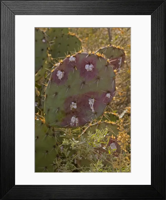 Framed Print : Cochineal Bugs - on Prickly Pear Cactus (Opuntia) - Red with deep red to pink waxy scales under body - Female is 1 / 16 to 1 / 8 inch - Male is one-half length - Often concealed by dense tangled strands of white cottony wax - Legs reduced - Found in Framed Print : Cochineal Bugs - on Prickly Pear Cactus (Opuntia) - Red with deep red to pink waxy scales under body - Female is 1 / 16 to 1 / 8 inch - Male is one-half length - Often concealed by dense tangled strands of white cottony wax - Legs reduced - Found in