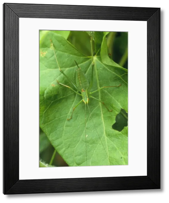 Framed Print : Speckled Bush Cricket UK Framed Print : Speckled Bush Cricket UK