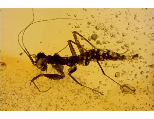 Fossil Mantis in Amber - Dominican Republlic - 15-40 million years old - oligocene and miocene - amber is hardened tree resin which preserves organisms trapped inside - Dominican amber comes from extinct species of tropical broadleaf trees of