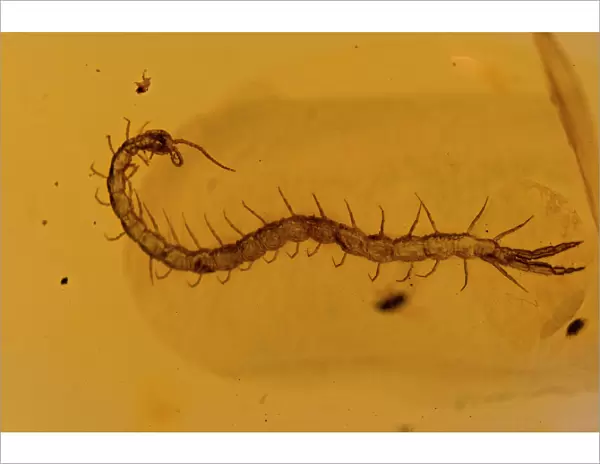 Fossil Centipede in Amber - Dominican Republlic - 15-40 million years old - oligocene and miocene - amber is hardened tree resin which preserves organisms trapped inside - Dominican amber comes from extinct species of tropical broadleaf trees of