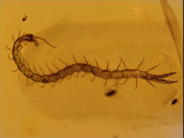 Fossil Centipede in Amber - Dominican Republlic - 15-40 million years old - oligocene and miocene - amber is hardened tree resin which preserves organisms trapped inside - Dominican amber comes from extinct species of tropical broadleaf trees of