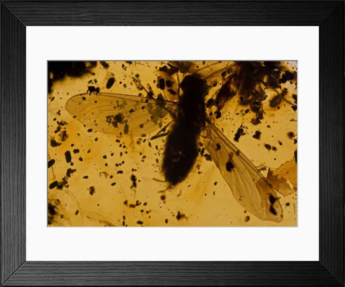 Framed Print : Fossil fly in Amber - Dominican Republlic - 15-40 million years old - oligocene and miocene - amber is hardened tree resin which preserves organisms trapped inside - Dominican amber comes from extinct species of tropical broadleaf trees of the genus Framed Print : Fossil fly in Amber - Dominican Republlic - 15-40 million years old - oligocene and miocene - amber is hardened tree resin which preserves organisms trapped inside - Dominican amber comes from extinct species of tropical broadleaf trees of the genus