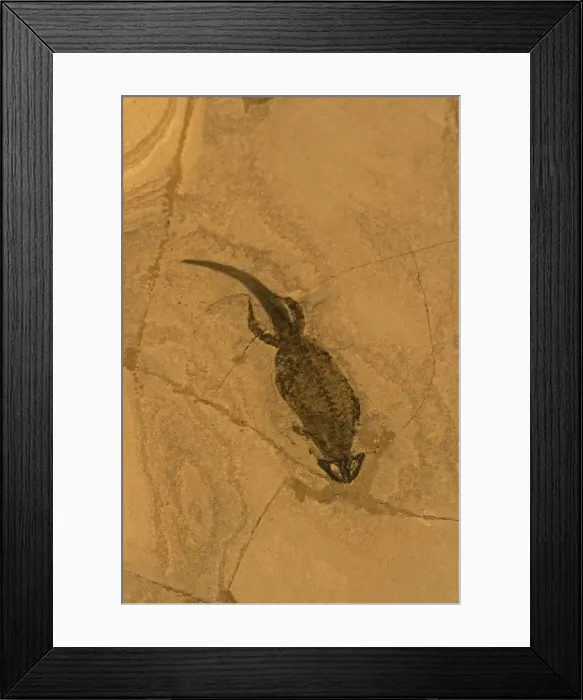 Framed Print : Fossil Amphibian (Branchiosaurus) - Germany - Permian Framed Print : Fossil Amphibian (Branchiosaurus) - Germany - Permian