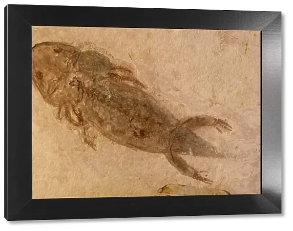 Fossil Salamander - Northern China - Permian-230, 000 million years old