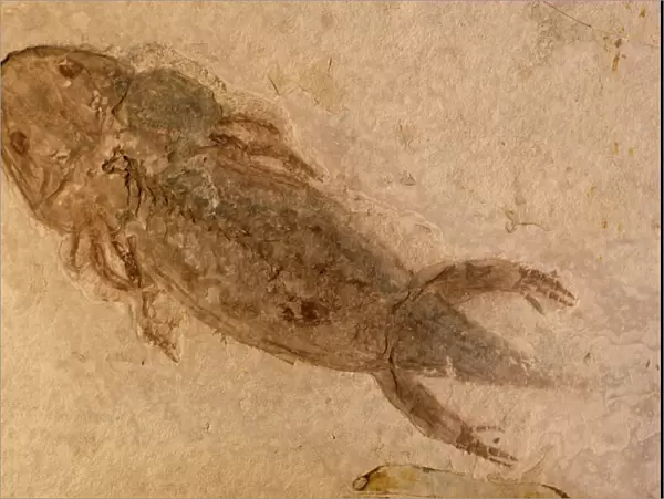 Fossil Salamander - Northern China - Permian-230, 000 million years old