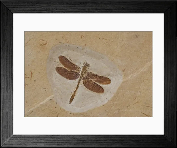 Framed Print : Dragonfly Fossil - Ceara-Brazil - from Santana Formation - Lower Cretaceous Framed Print : Dragonfly Fossil - Ceara-Brazil - from Santana Formation - Lower Cretaceous