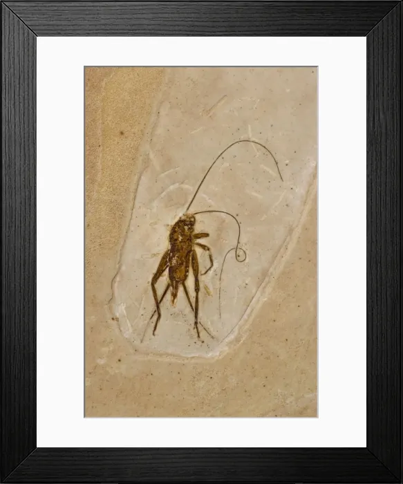 Framed Print : Cricket Fossil - Ceara-Brazil - from Santana Formation - Lower Cretaceous Framed Print : Cricket Fossil - Ceara-Brazil - from Santana Formation - Lower Cretaceous