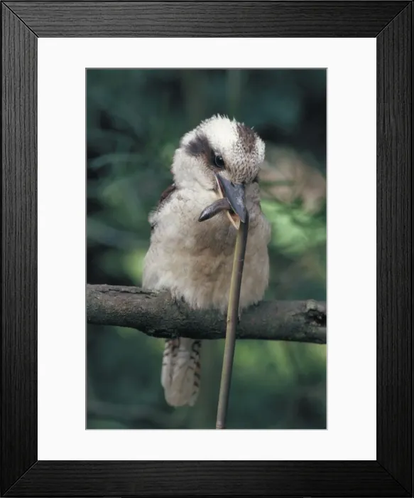 Framed Print : Laughing Kookaburra - with legless lizard in mouth - Australia - One of world's largest kingfishers - Famed boisterous laugh'-a chuckle or repeated kook-kook-kook developing into a rising staccato shouted Framed Print : Laughing Kookaburra - with legless lizard in mouth - Australia - One of world's largest kingfishers - Famed boisterous laugh'-a chuckle or repeated kook-kook-kook developing into a rising staccato shouted