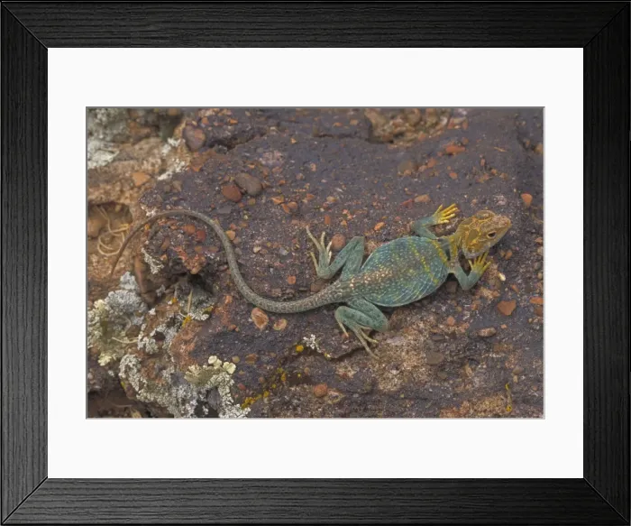 Framed Print : Common Collared Lizard - Colorado, USA - A rock-dwelling lizard - Require boulders for basking and lookouts and open areas for running - Jumps from rock to rock and sees and grabs other lizards Framed Print : Common Collared Lizard - Colorado, USA - A rock-dwelling lizard - Require boulders for basking and lookouts and open areas for running - Jumps from rock to rock and sees and grabs other lizards