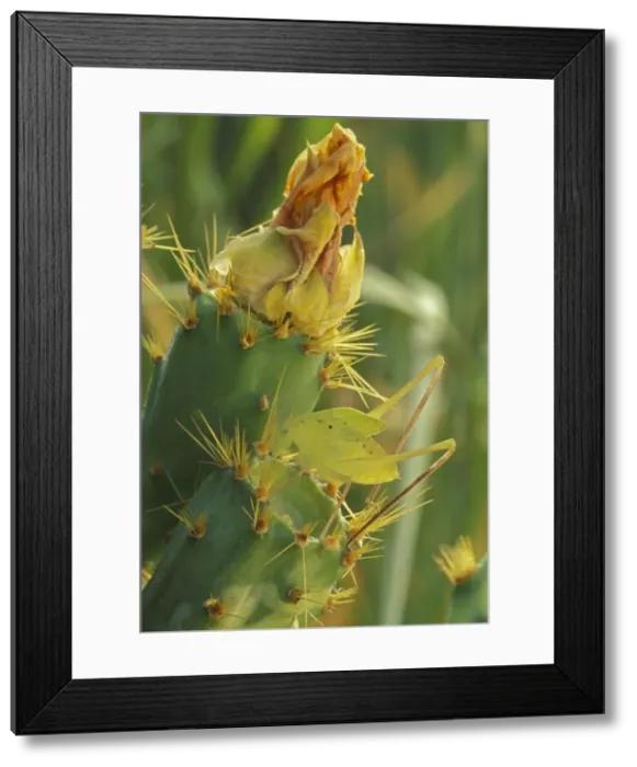 Framed Print : Katydid - Texas, USA - On prickly pear cactus Framed Print : Katydid - Texas, USA - On prickly pear cactus