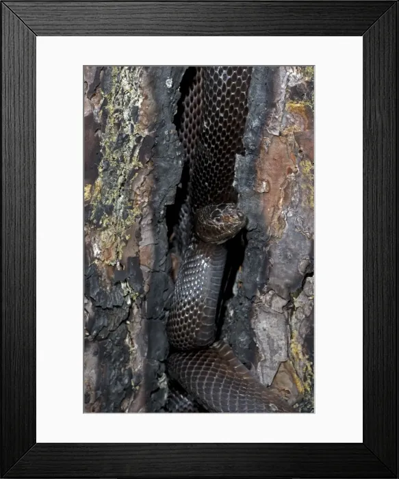 Framed Print : Black Pine Snake - Mississippi, USA - Found in sandy areas of longleaf pine belt from southwestern Alabama to extreme eastern Louisiana - Reduced in numbers due to habitat destruction - Over 90% of longleaf pine habitat has been destroyed due to Framed Print : Black Pine Snake - Mississippi, USA - Found in sandy areas of longleaf pine belt from southwestern Alabama to extreme eastern Louisiana - Reduced in numbers due to habitat destruction - Over 90% of longleaf pine habitat has been destroyed due to