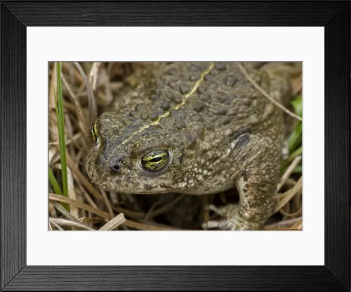 Framed Print : Natterjack Toad - UK - Protected species - Reintroduced in many areas in the UK- Prefers sandy coastal areas - Also found in Ireland and continental Europe Framed Print : Natterjack Toad - UK - Protected species - Reintroduced in many areas in the UK- Prefers sandy coastal areas - Also found in Ireland and continental Europe