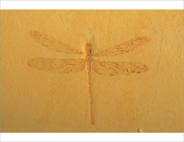 Fossil Dragonfly - Green River Formation - Wyoming, USA - Eocene 50 million years before present Please credit Green Rivers Geological Lab