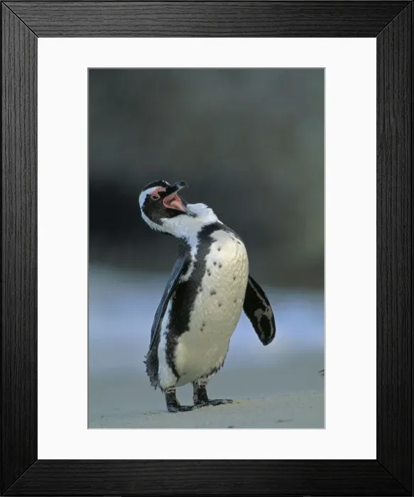 Framed Print : Jackass Penguin - Grooming, South Africa Framed Print : Jackass Penguin - Grooming, South Africa