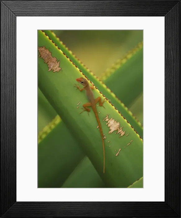 Framed Print : Watt's Anole Lizard - on agave - Antigua, West Indies Framed Print : Watt's Anole Lizard - on agave - Antigua, West Indies