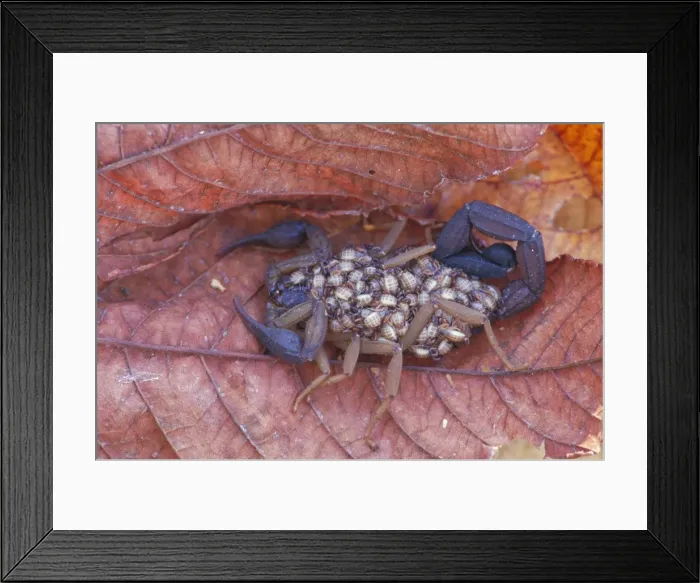 Framed Print : Scorpion with young on back - Costa Rica Framed Print : Scorpion with young on back - Costa Rica