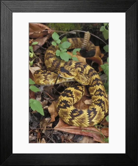 Framed Print : Blacktail Rattlesnake - Arizona, USA - Found in Texas, New Mexico Framed Print : Blacktail Rattlesnake - Arizona, USA - Found in Texas, New Mexico
