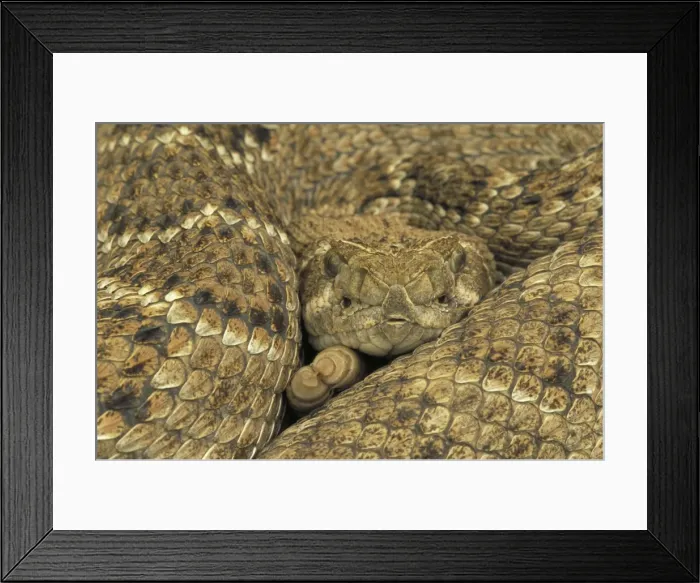 Framed Print : Western Diamondback Rattlesnake - Coiled up showing head and tail. Texas, USA Framed Print : Western Diamondback Rattlesnake - Coiled up showing head and tail. Texas, USA