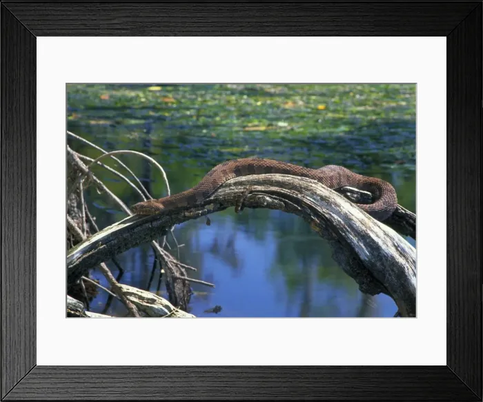 Framed Print : Brown Water Snake - On dead tree above water. Florida, USA - Found from Virginia to southern Alabama and south to the tip of Florida Framed Print : Brown Water Snake - On dead tree above water. Florida, USA - Found from Virginia to southern Alabama and south to the tip of Florida