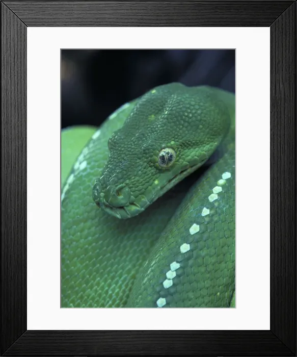 Framed Print : Green Python - Close-up of head. Australia - Found in rainforest areas of eastern Cape York Peninsula - A nocturnal arboreal Python which normally shelters in tree hollows-epiphytic ferns-etc during the day Framed Print : Green Python - Close-up of head. Australia - Found in rainforest areas of eastern Cape York Peninsula - A nocturnal arboreal Python which normally shelters in tree hollows-epiphytic ferns-etc during the day