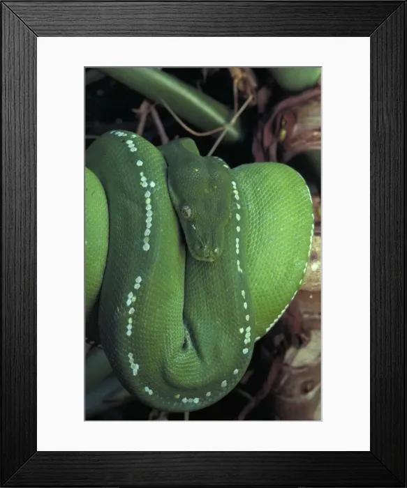 Framed Print : Green Python - Coiled. Australia - Found in rainforest areas of eastern Cape York Peninsula - A nocturnal arboreal Python which normally shelters in tree hollows-epiphytic ferns-etc during the day Framed Print : Green Python - Coiled. Australia - Found in rainforest areas of eastern Cape York Peninsula - A nocturnal arboreal Python which normally shelters in tree hollows-epiphytic ferns-etc during the day