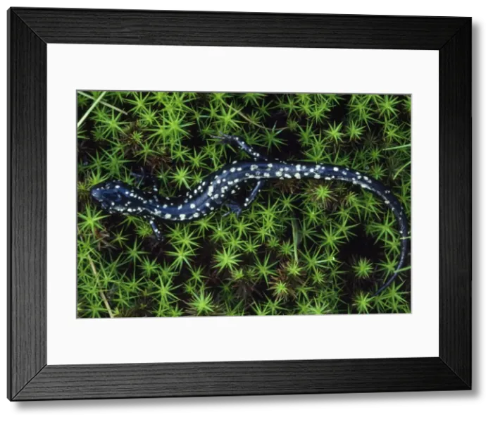 Framed Print : Slimy Salamander Pennsylvania, USA Framed Print : Slimy Salamander Pennsylvania, USA